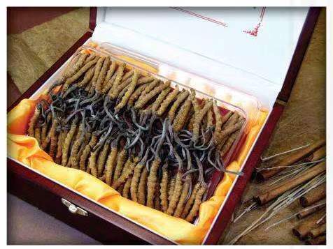 八宿冬虫夏草回收